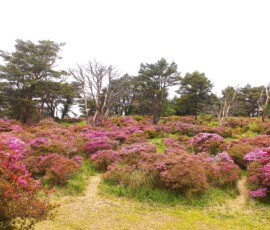 万年山の中腹にあるお花畑です ミヤマキリシマの群生地として有名です